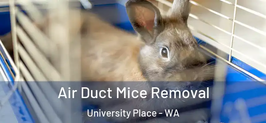  Air Duct Mice Removal University Place - WA